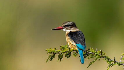 Brown-hooded Kingfisher (Halcyon albiventris) Pilanesberg Nature Reserve, South Africa