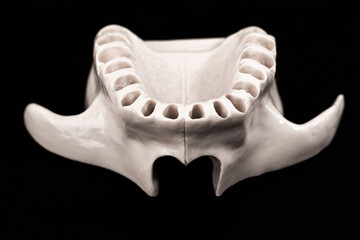 Upper human jaw without teeth model medical implant isolated on black background. Healthy teeth, dental care and orthodontic concept.