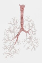 Realistic 3D Render of Trachea and Bronchi
