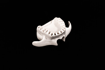 Fototapeta na wymiar Upper human jaw without teeth model medical implant isolated on black background. Healthy teeth, dental care and orthodontic concept.