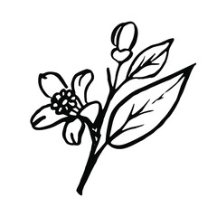 Lemon branch Black and white doodle vector hand drawn. Vector EPS10. Use for print on wallpapers, fabrics, invitations, packaging, postcards, stationery, etc