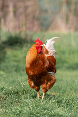 cute rooster crowing on the farm