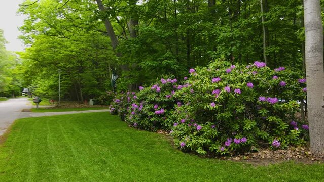 Rhododendrons in bloom with pink purple flowers.