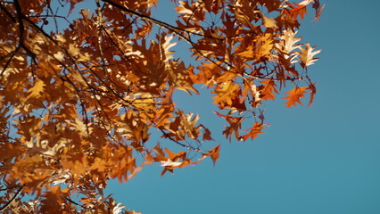 Oak branches orange leaves autumn landscape. Calm scenery park sunny day.