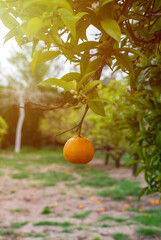 Close-up of a single orange hanging from a tree branch at sunset