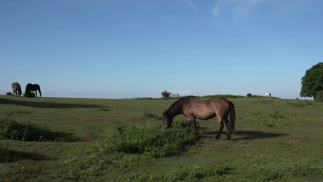 Somerset countryside Cothelstone Hill The Quantock Hills UK with wild ponies and distant walkers walking on the hill