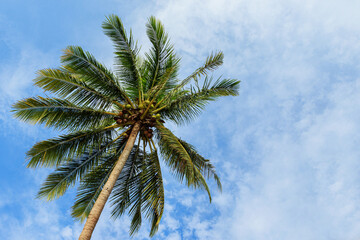 Obraz na płótnie Canvas Green coconut palm tree and beautiful sky with clouds