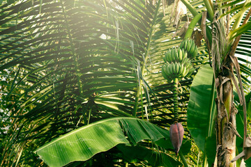 Obraz na płótnie Canvas Lush banana tree leaves and fruits in tropical forest.