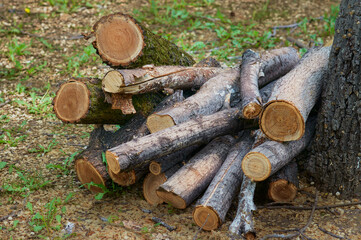 Pruning old trees in the city park. The sawn trunks are stacked in a woodpile. Lumber. Deforestation concept. Harvesting firewood before the onset of cold weather.
