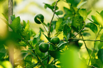 Ripe green lime on the small evergreen tree