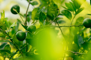 Ripe green lime on the small evergreen tree