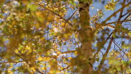 Beautiful autumn foliage birch tree sunny day. Yellow leaves hanging brunches.