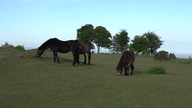 Cothelstone Hill Seven Sisters Trees Somerset countryside scene The Quantocks with wild ponies