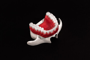 Lower human jaw with teeth anatomy model isolated on black background. Healthy teeth, dental care and orthodontic medical concept.