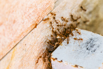 Colony of fire ants swarming wall of human house.