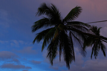 Fototapeta na wymiar Closeup shot of a palm tree on a cloudy twilight sky background.