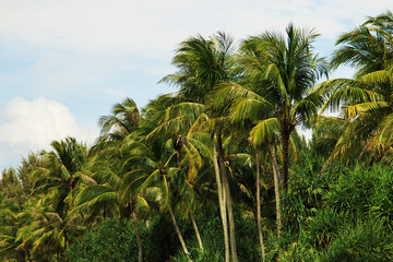 Green coconut palm trees and beautiful sky with clouds