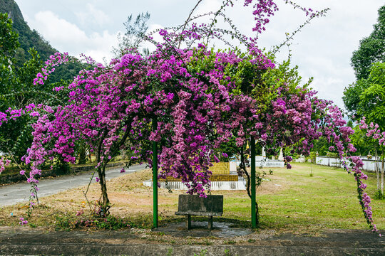Blossoming bright pink bougainvillea tree in Thailand park.
