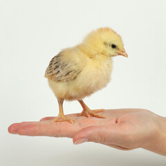 Little yellow chick in hand on a white background.