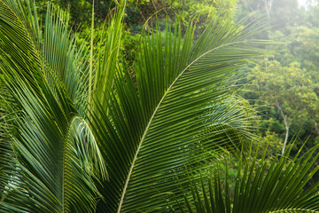 Thick green palm leaves in the tropical rainforest