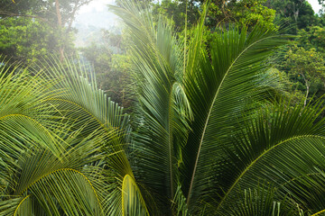 Naklejka na ściany i meble Thick green palm leaves in the tropical rainforest