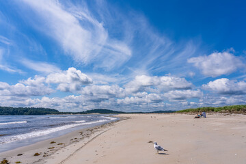 A view of the wild ocean beach with  seagulls in Plum Island on the northeast coast of Massachusetts. A place for nesting birds.