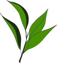 Green Leaf on a white background