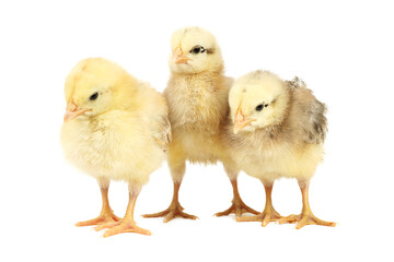 Three newborn chickens on a white background.