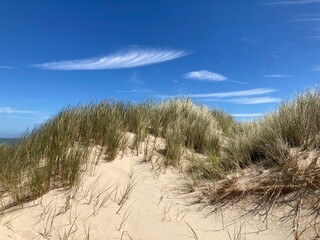 Sommerliche Dünenlandschaft an der Nordseeküste mit Sand und Strandhafer vor blauem Himmel mit Cyrruswolken bei de Haan, Belgien