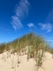 Sommerliche Dünenlandschaft an der Nordseeküste mit Sand und Strandhafer vor blauem Himmel mit Cyrruswolken bei de Haan, Belgien