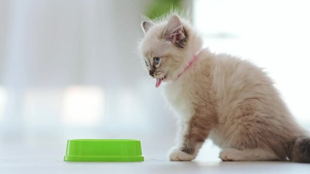 Ragdoll kitten licking its nose with tonque after eating from green bowl at home. Cute kitty cat pet feeding in room with daylight and cleaning its fur after