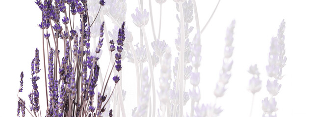 Lavendel - Geschänkskarte