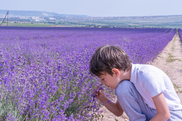 A boy sniffs the wonderful smell of lavender in a field in summer