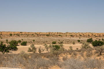 Kalahari Landscape, Kgalagadi, South Africa