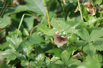 Dewberry blossom with Ringlet  