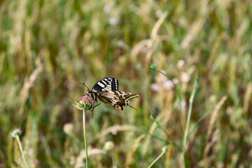 Ein Schachbrettfalter auf einer Wiese in der Provence, Frankreich