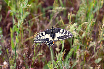 Ein Schachbrettfalter auf einer Wiese in der Provence, Frankreich