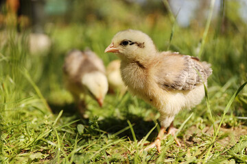 Chicken in the grass, poultry walking.