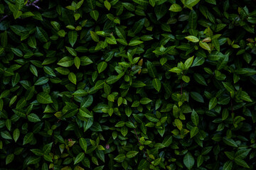 Fototapeta premium Dense leaves texture on a wall