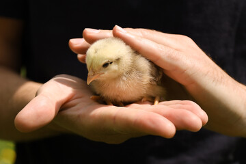 Caring for poultry, a little chicken in the hands. © Andrii Zastrozhnov