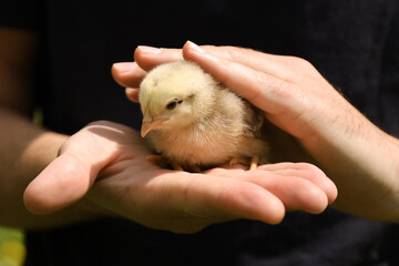 Caring for poultry, a little chicken in the hands.