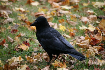 Crow in a park
