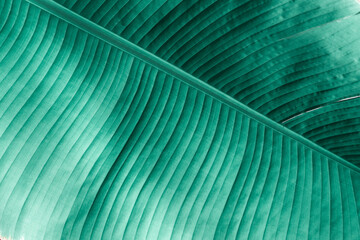Surface texture of leaf concept. Pattern green leaf is beautiful background.