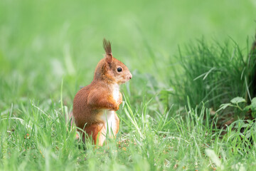 Red squirrel sits in the grass...