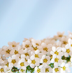 Beautiful bouquet of white flowers