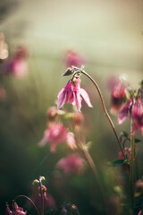Pale pink columbine flower close-up on a blurred background. Summer natural background