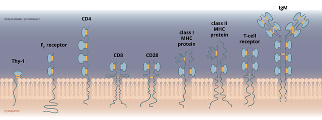Proteins of the immunoglobulin superfamily. Schematic representation of proteins involved in the cellular ability to recognize other cells or foreign particles.