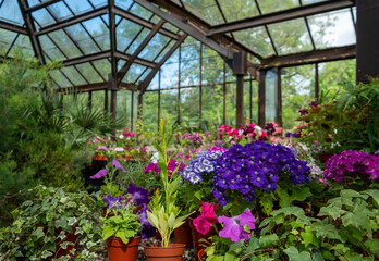Brightly coloured potted flowering plants including petunias in the Palm House and Main Range of glasshouses in the Glasgow Botanic Gardens, Scotland UK.