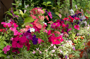 Brightly coloured potted flowering plants including petunias in the Palm House and Main Range of glasshouses in the Glasgow Botanic Gardens, Scotland UK.