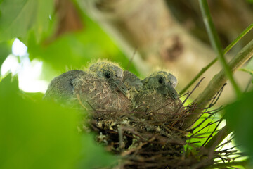 Two young pigeons doves fledglings or chicks in a nest in a tree